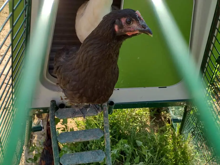 10 mistakes in Feeding Chickens