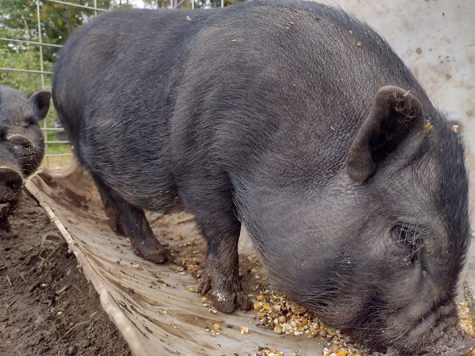 Lard Pigs vs Bacon Pigs (raising, feeding, and cooking)