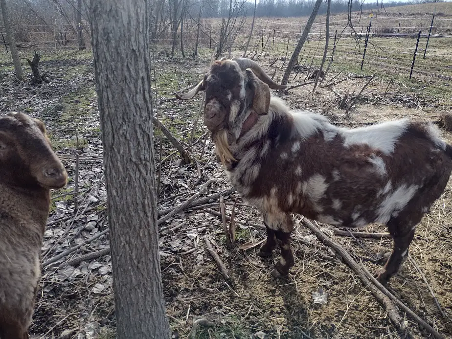Can Goats live on Just Hay?