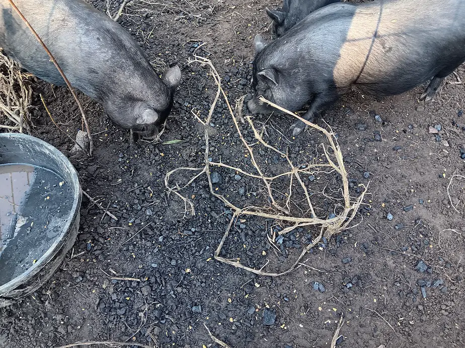 How to use Biochar in Pig Feed